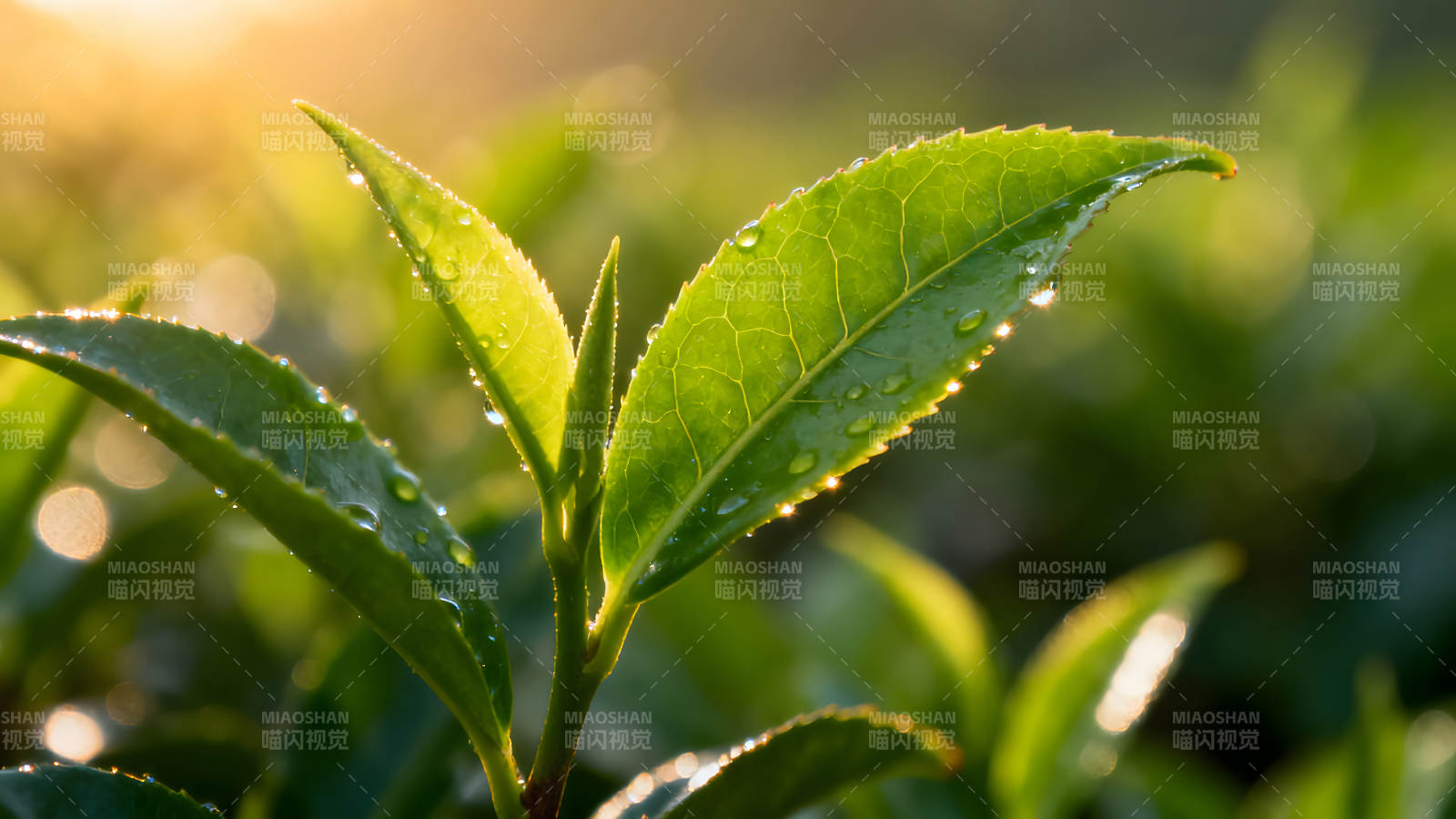 陽光照耀下的茶樹嫩葉特寫-圖片