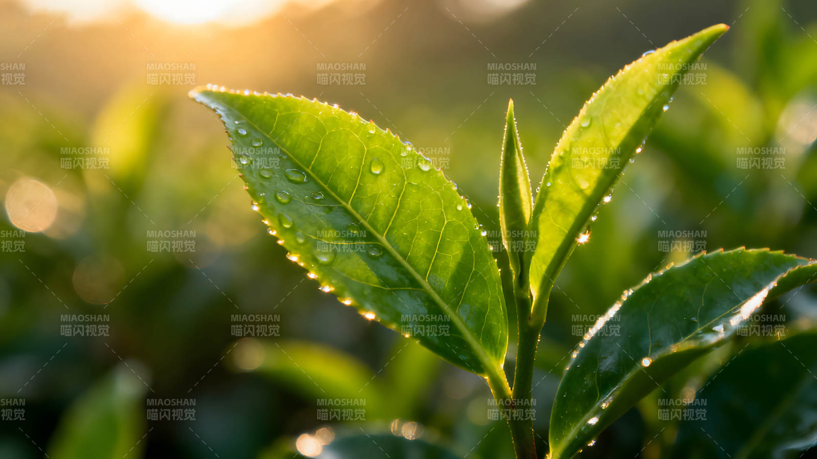 陽光下的茶樹嫩葉-圖片