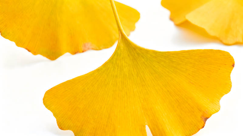 金黄银杏叶特写秋日景象-图片