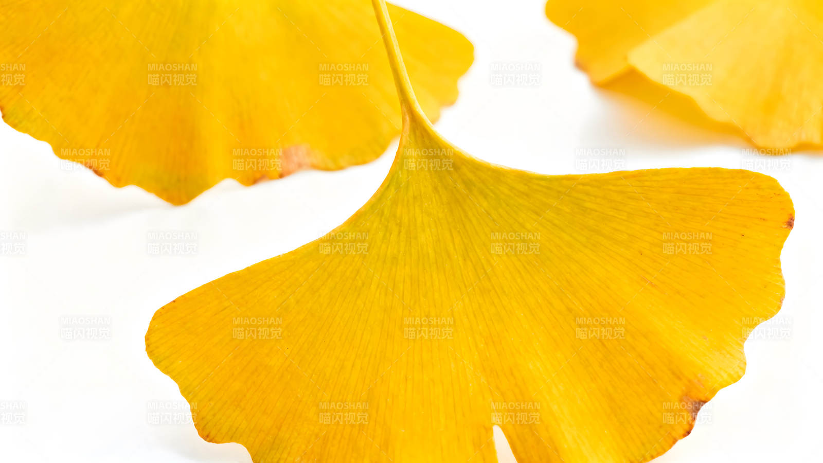 金黃銀杏葉特寫秋日景象-圖片