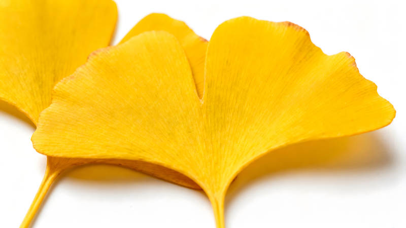 金黃銀杏葉的特寫照片-圖片