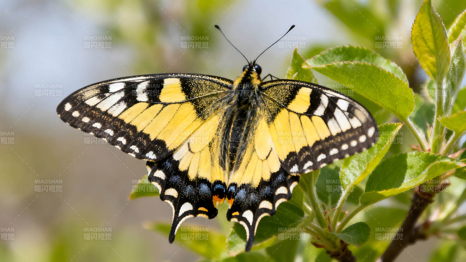 蝴蝶停在绿叶上展开翅膀-图片