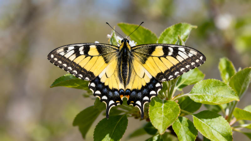 美麗的黃黑蝴蝶停在綠葉上-圖片
