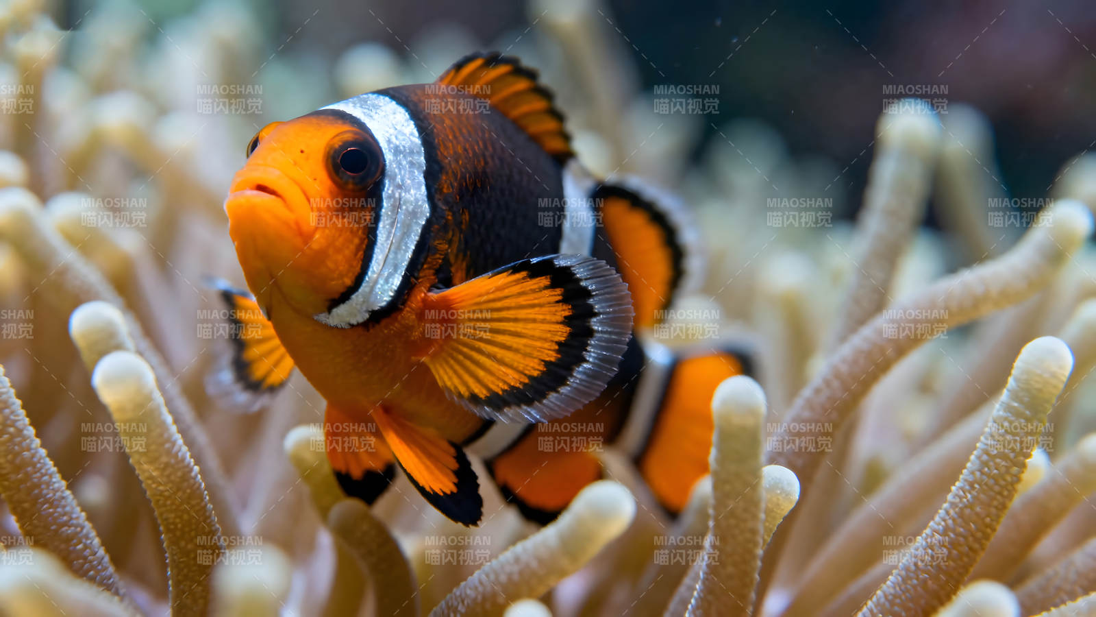 小丑鱼与海葵共生-图片
