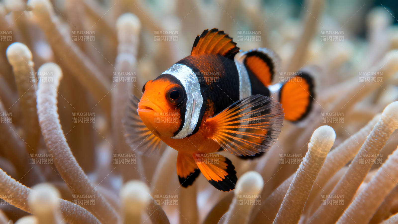 小丑鱼在海葵中畅游-图片