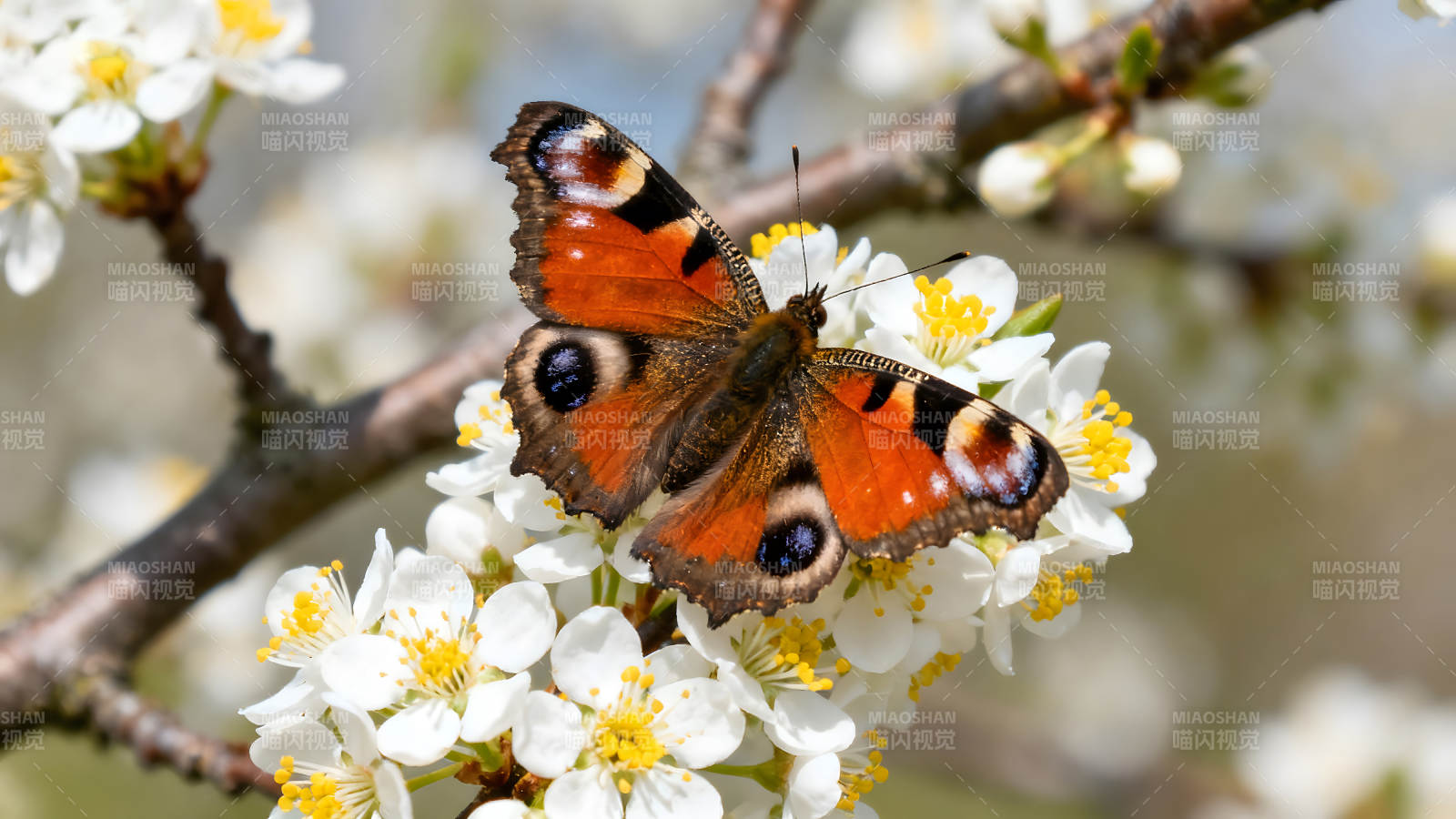 蝴蝶栖息在盛开的白花上-图片
