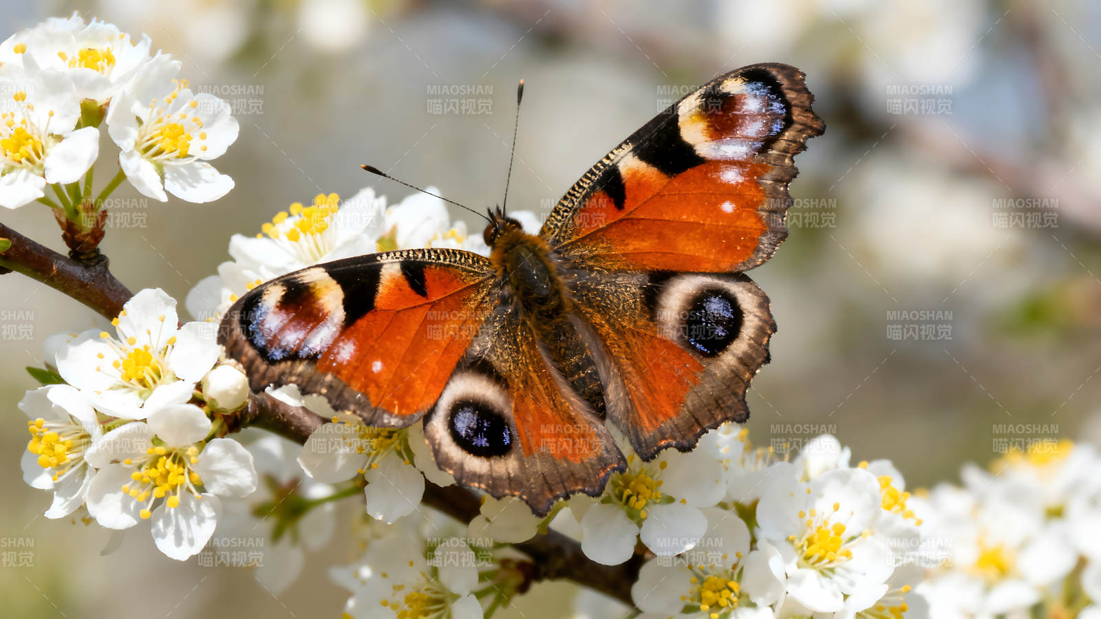 蝴蝶停在花朵上色彩鲜艳-图片
