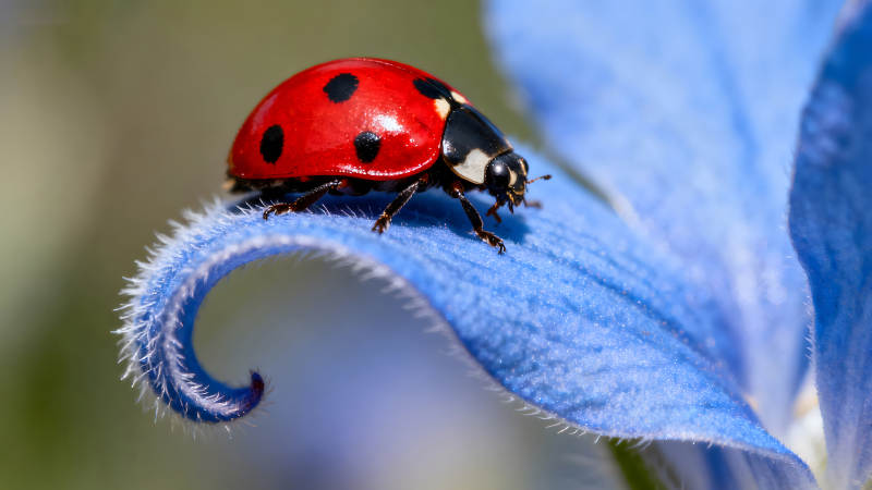 瓢蟲憩息在藍(lán)色花瓣上-圖片