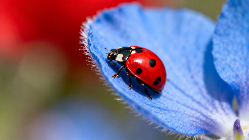瓢蟲在藍色花瓣上休息-圖片