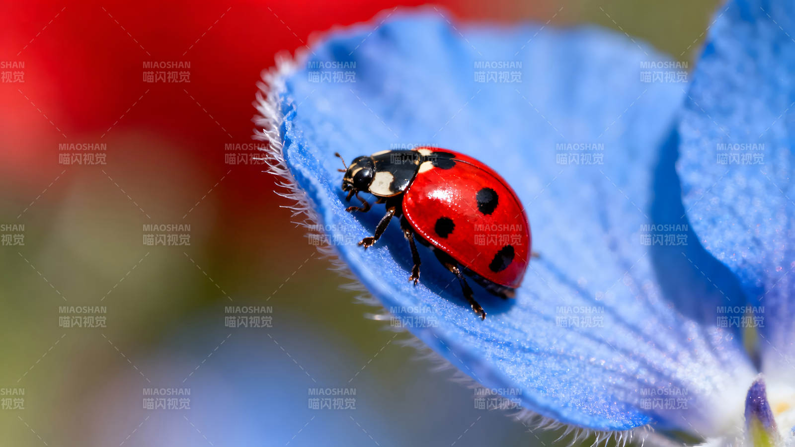 瓢蟲在藍色花瓣上休息-圖片