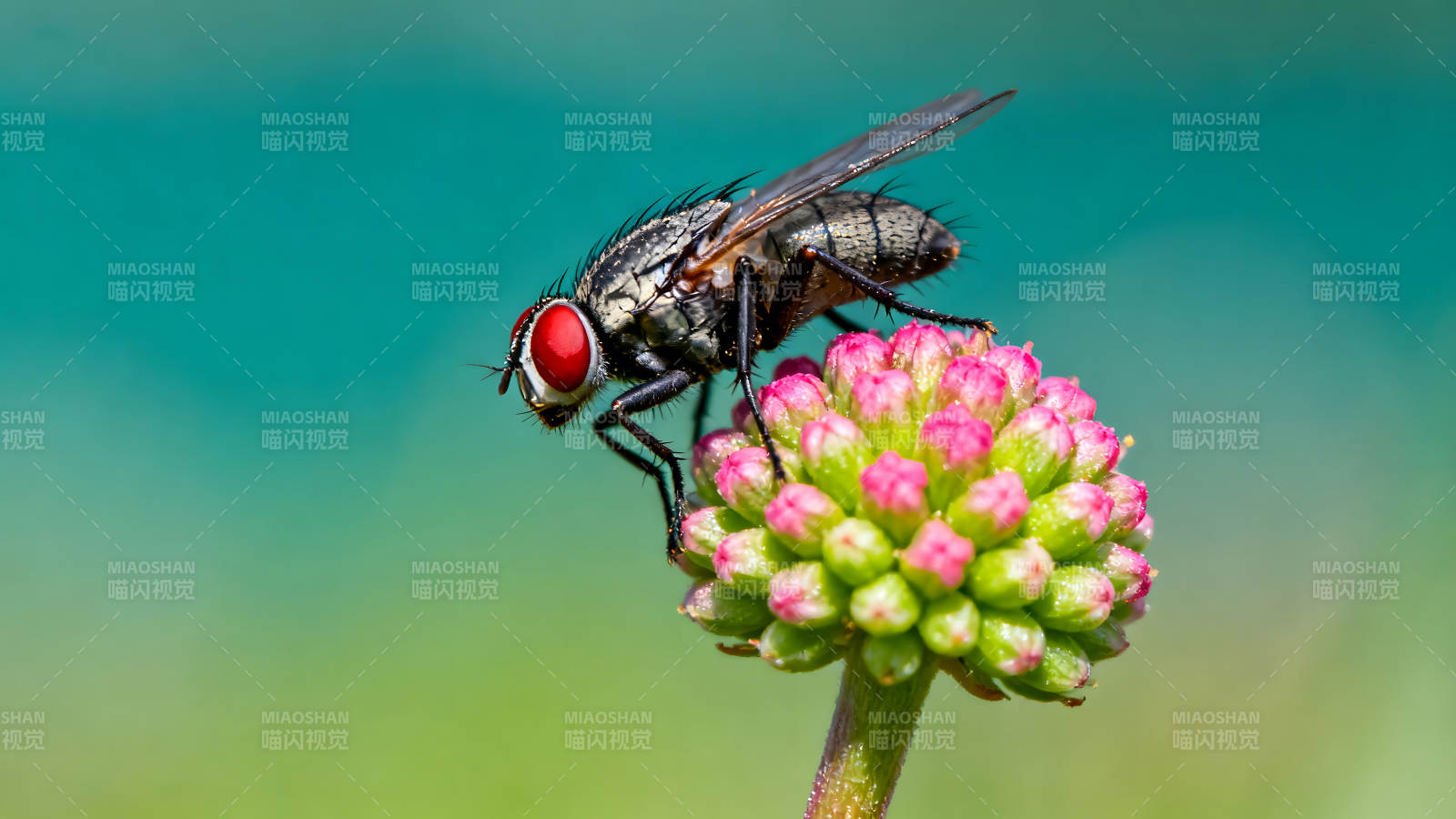 蒼蠅棲息粉色花朵上-圖片