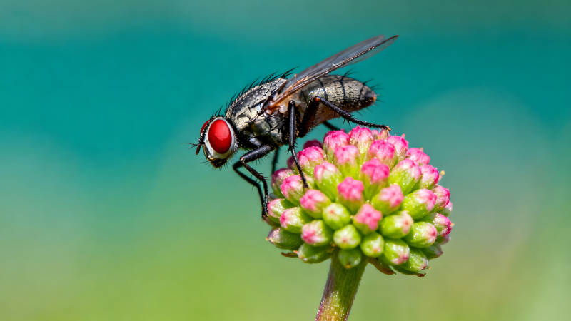 蒼蠅棲息粉色花朵上-圖片