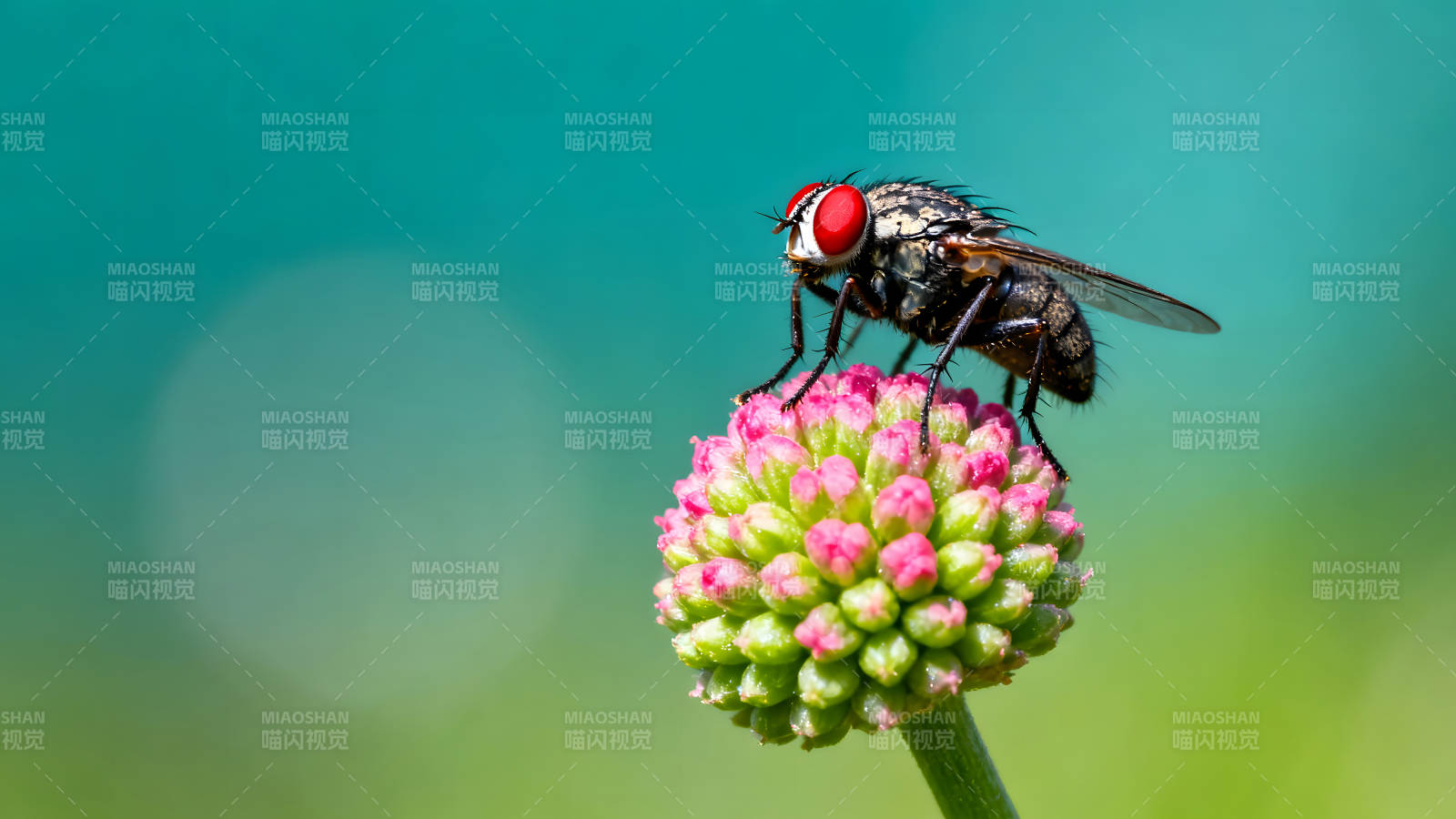 蒼蠅停在花朵上特寫(xiě)鏡頭-圖片