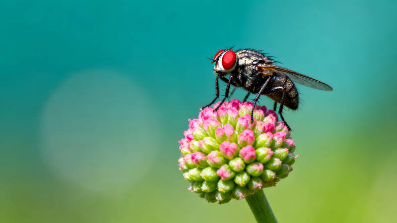 蒼蠅停在花朵上特寫鏡頭-圖片
