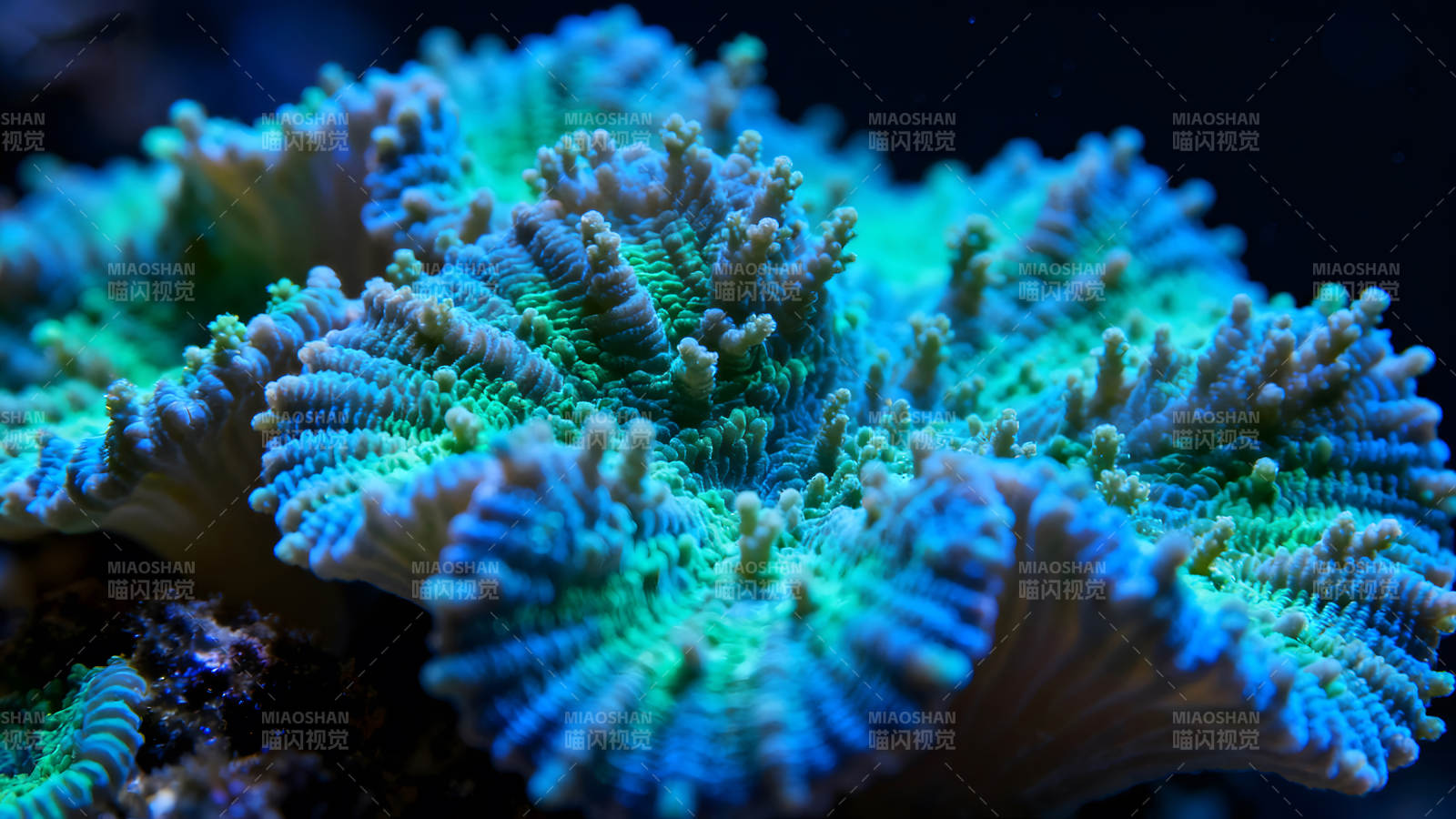 珊瑚礁特写展现蓝色和绿色-图片