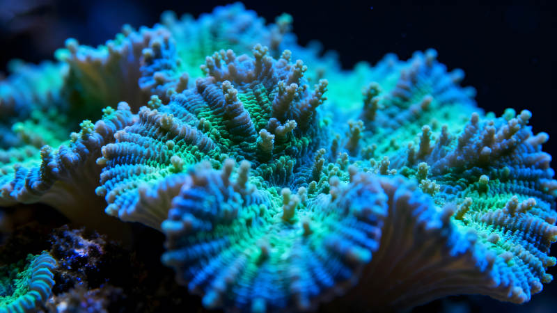 珊瑚礁特寫展現藍色和綠色-圖片