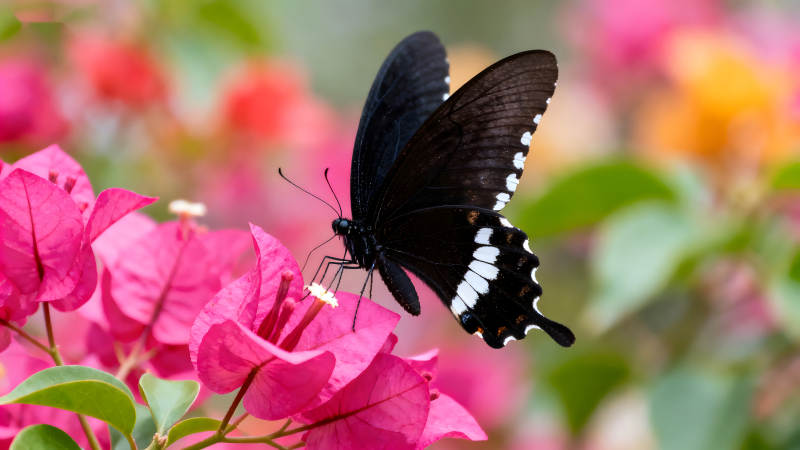 黑蝶粉花相映成趣-圖片