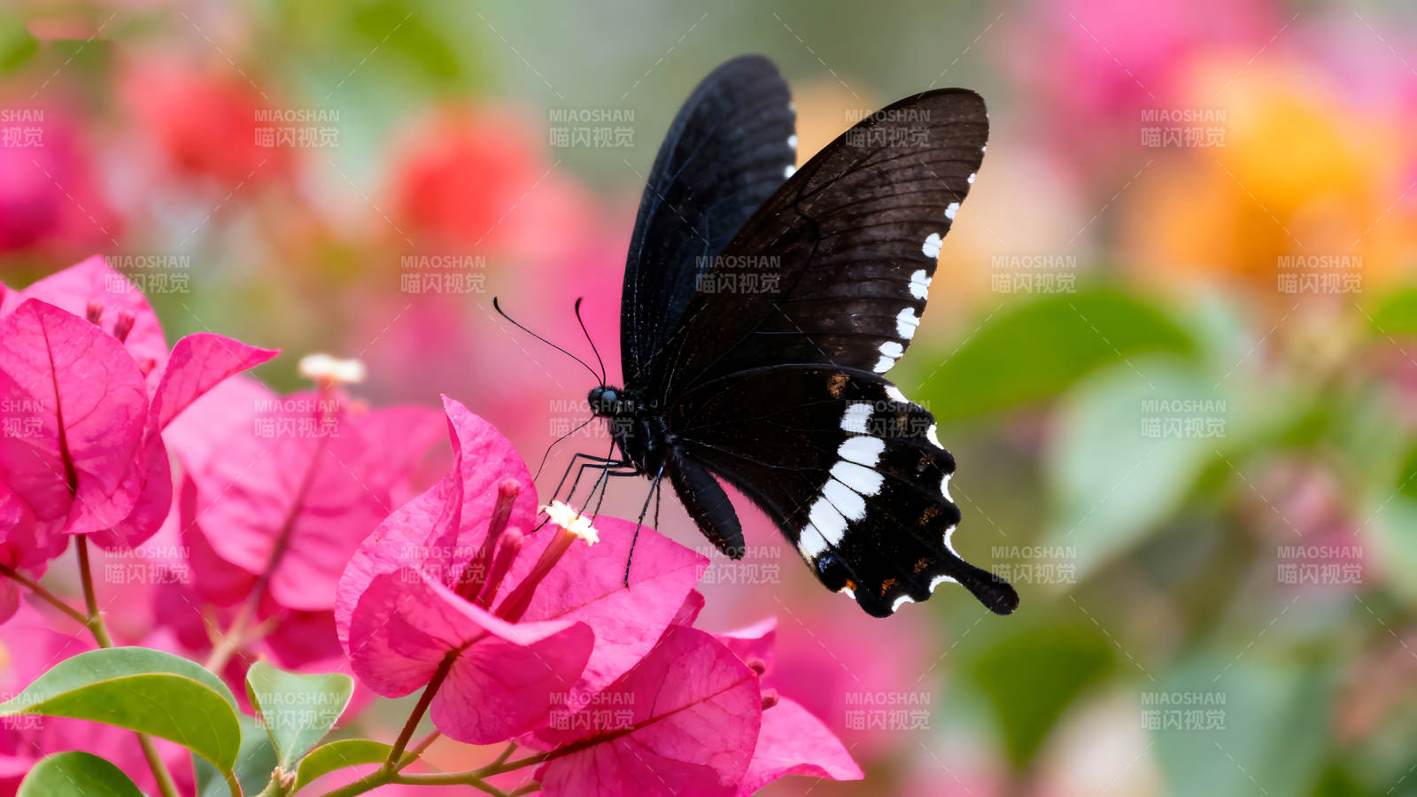 黑蝶粉花相映成趣-圖片