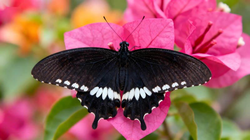 黑蝴蝶停在粉色花朵上-圖片