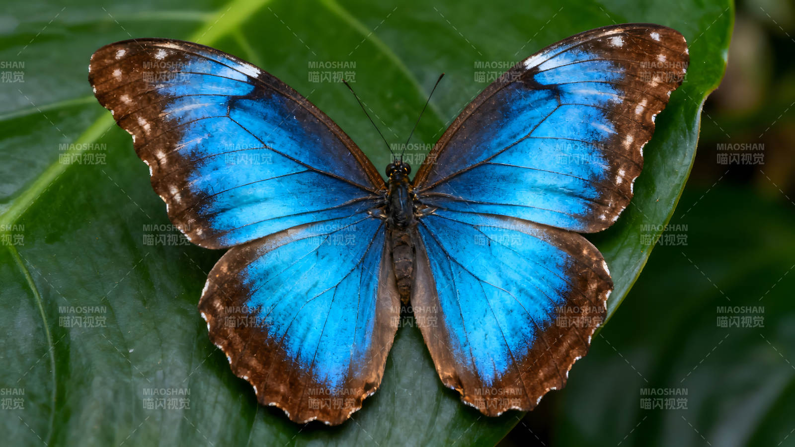 藍(lán)色蝴蝶停留在綠色葉子上-圖片
