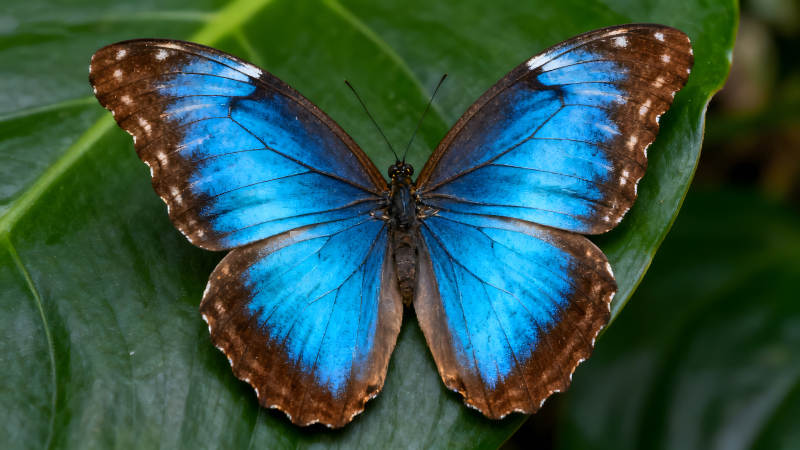 藍色蝴蝶停留在綠色葉子上-圖片