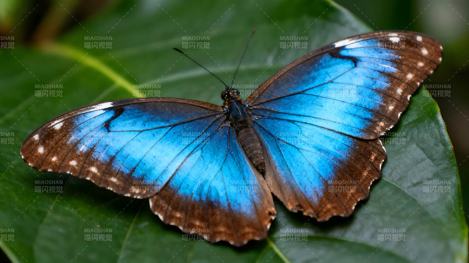 藍色蝴蝶展開翅膀棲息在綠葉上-圖片