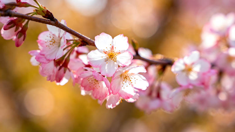 櫻花盛開枝頭春日浪漫景象-圖片
