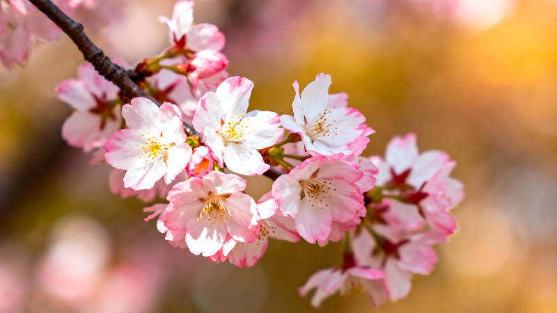 櫻花盛開枝頭特寫-圖片