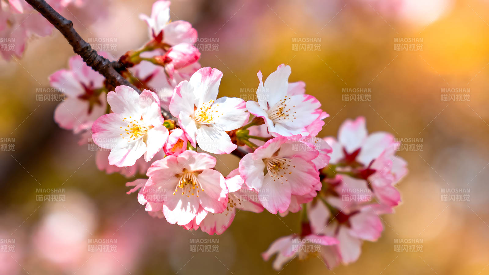 櫻花盛開枝頭特寫-圖片