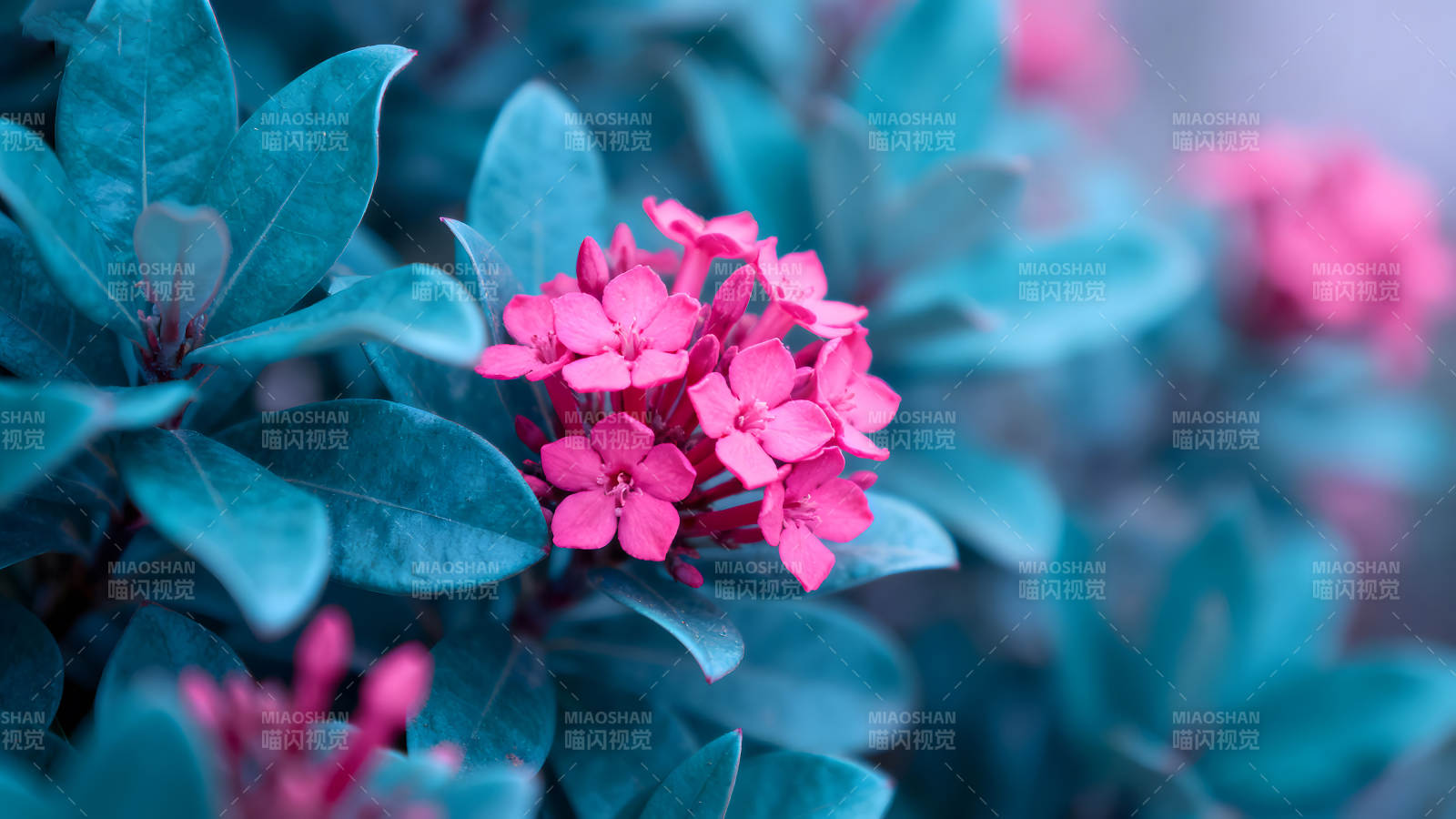 粉色花朵點綴藍綠葉片-圖片