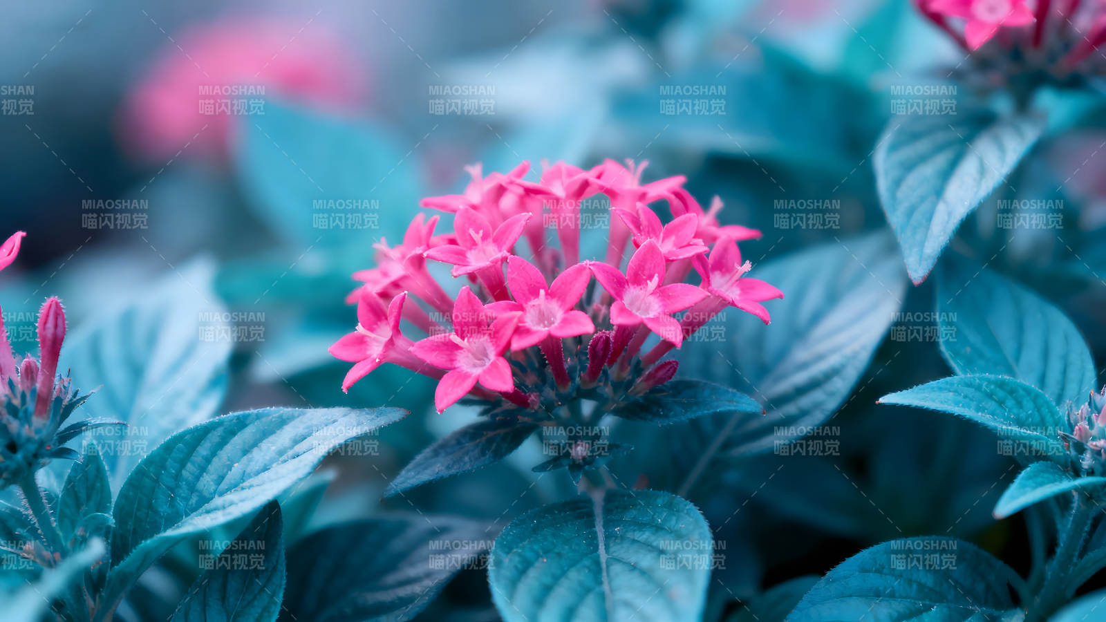 粉色花朵點綴藍色葉片-圖片