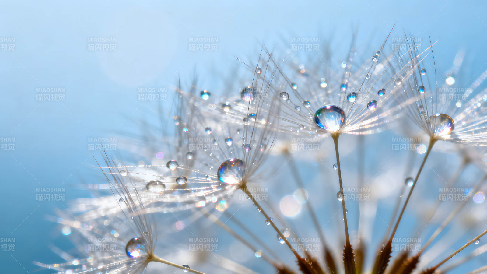 蒲公英的微觀世界晶瑩剔透的水珠-圖片