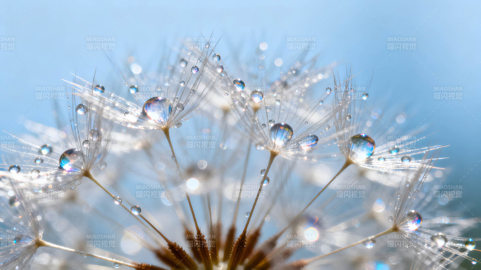 蒲公英上的水珠晶瑩剔透如夢似幻-圖片