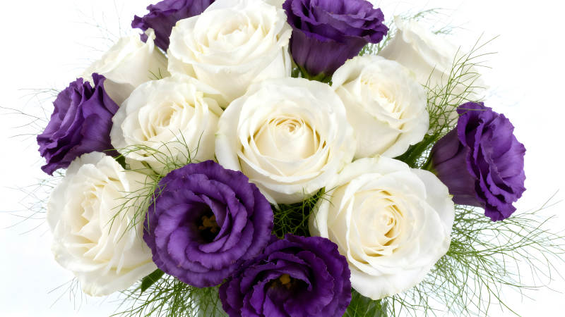 白玫瑰与紫花簇拥-图片