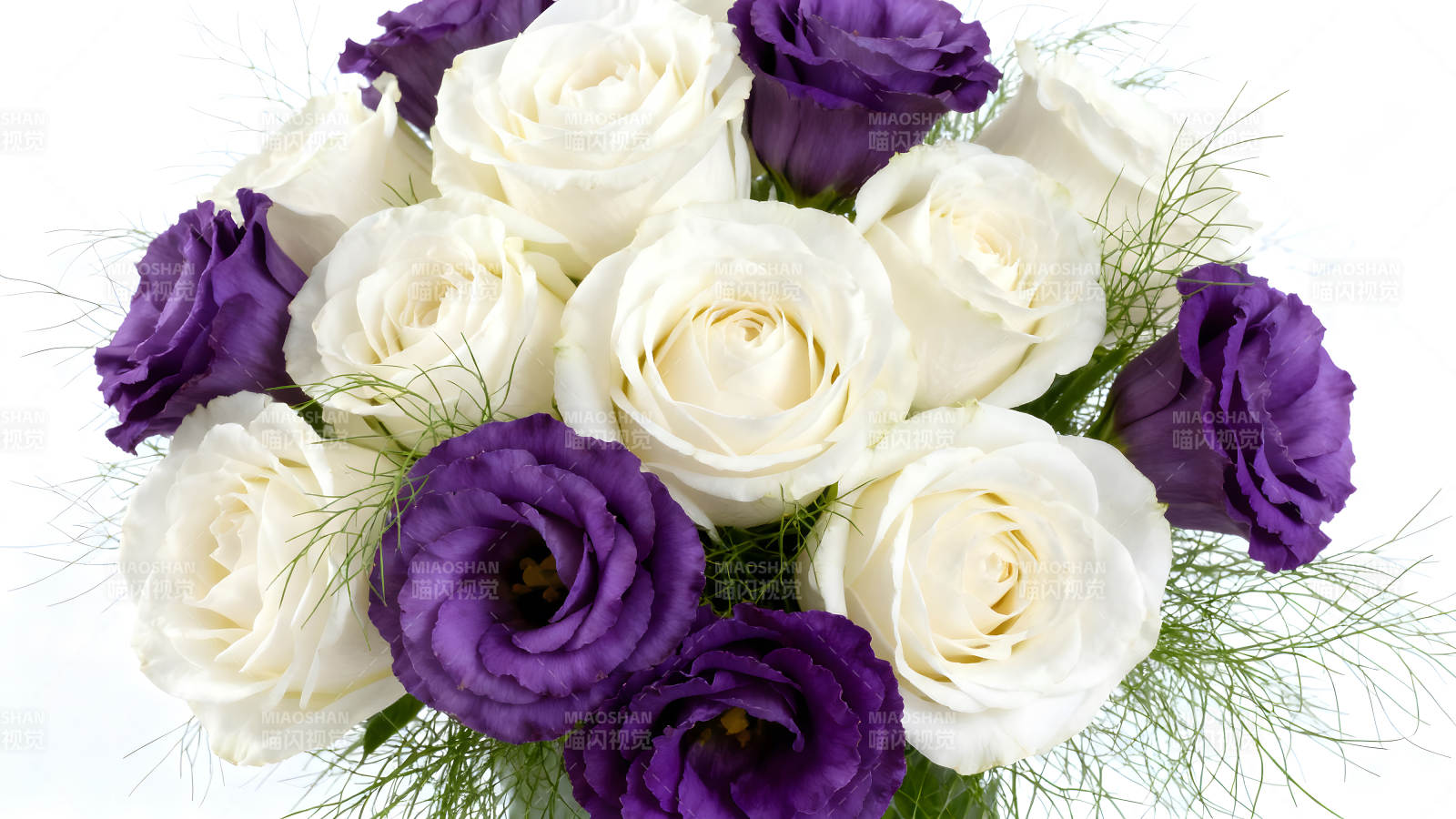 白玫瑰与紫花簇拥-图片