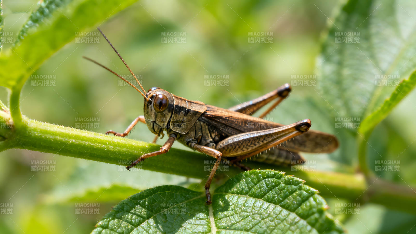 草蜢趴在綠色植物上特寫-圖片