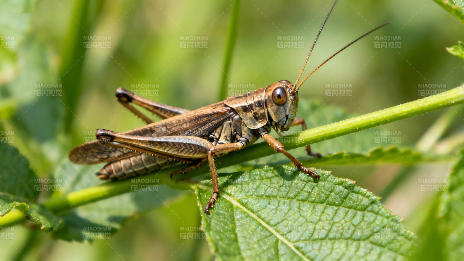 草葉上的蚱蜢特寫-圖片