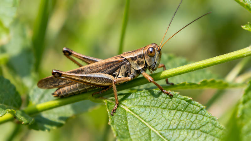 草葉上的蚱蜢特寫(xiě)-圖片