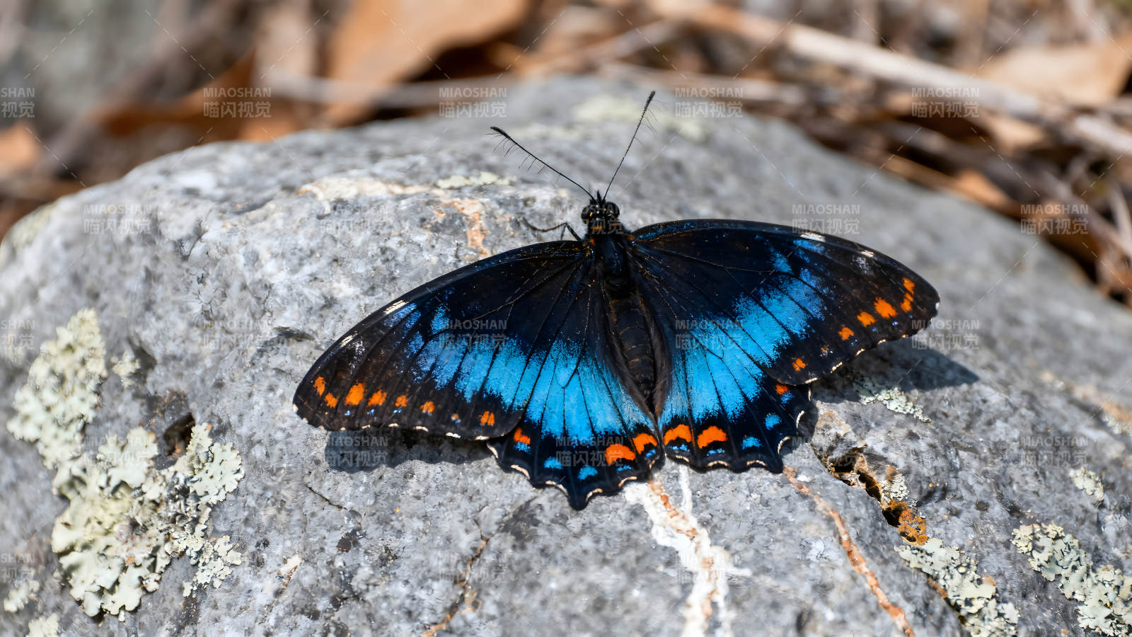 蝴蝶在石頭上展開翅膀-圖片
