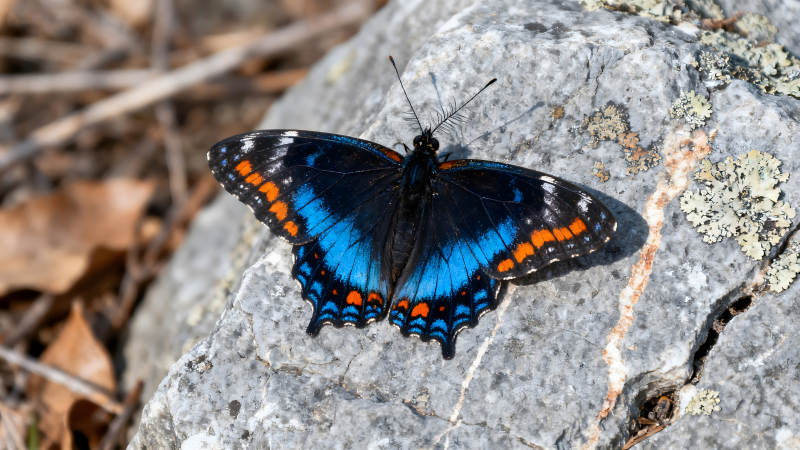 蝴蝶停在石頭上色彩艷麗-圖片