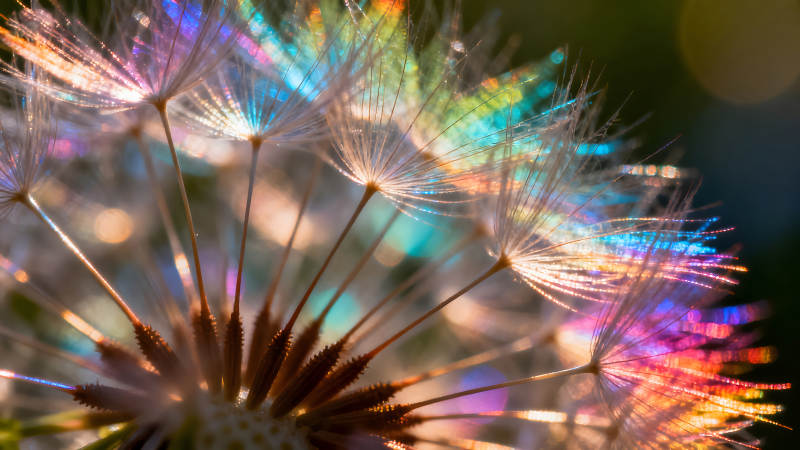 蒲公英微觀世界色彩斑斕光影-圖片