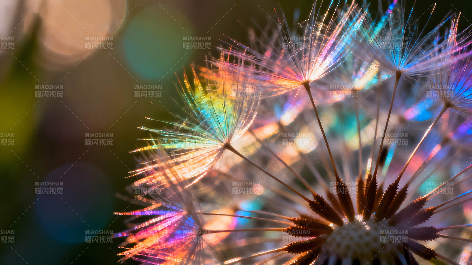 蒲公英的光影與色彩-圖片