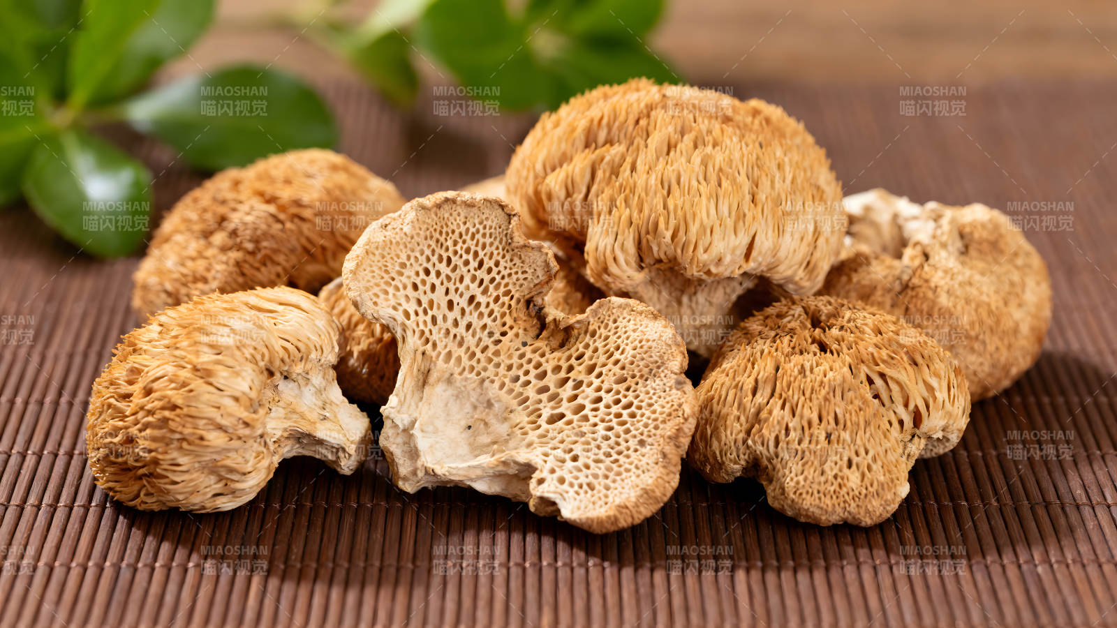 毛茸茸的猴頭菇特寫-圖片