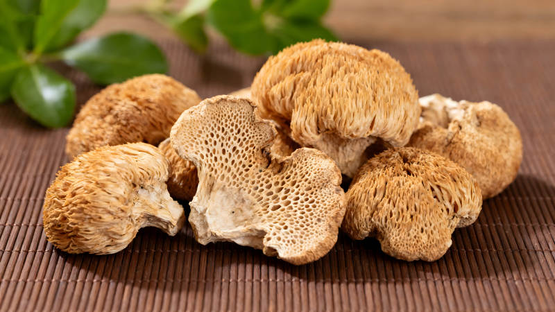 毛茸茸的猴頭菇特寫(xiě)-圖片