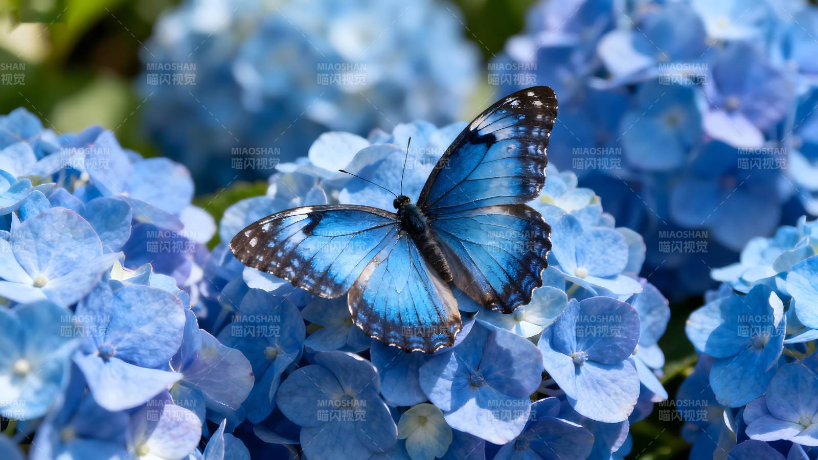 藍蝴蝶棲息藍繡球花上-圖片