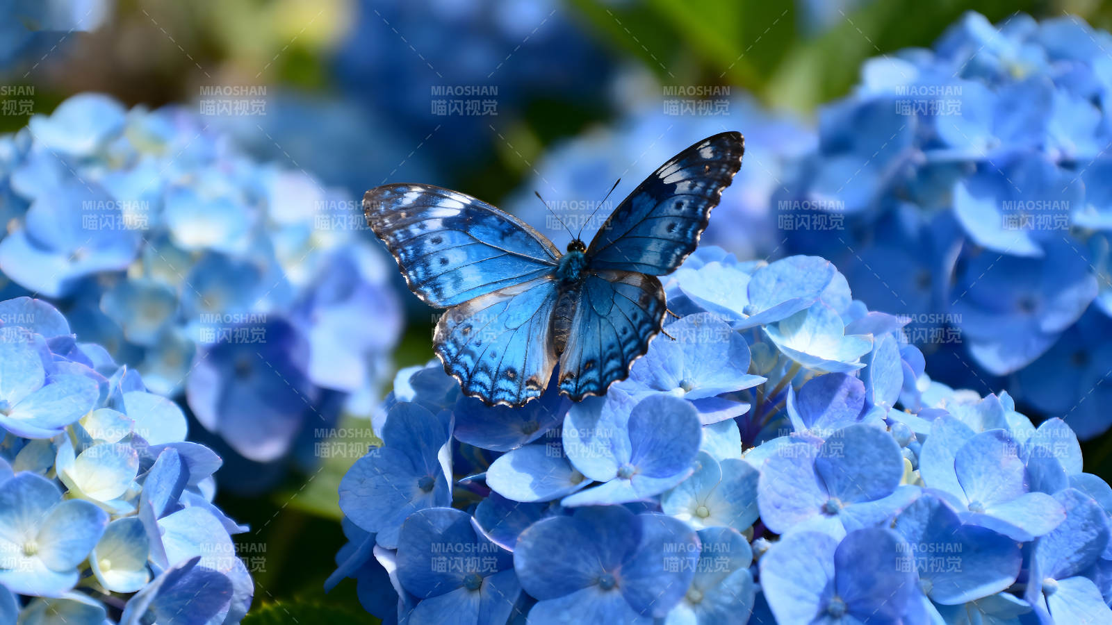藍(lán)蝴蝶停在藍(lán)繡球花上-圖片