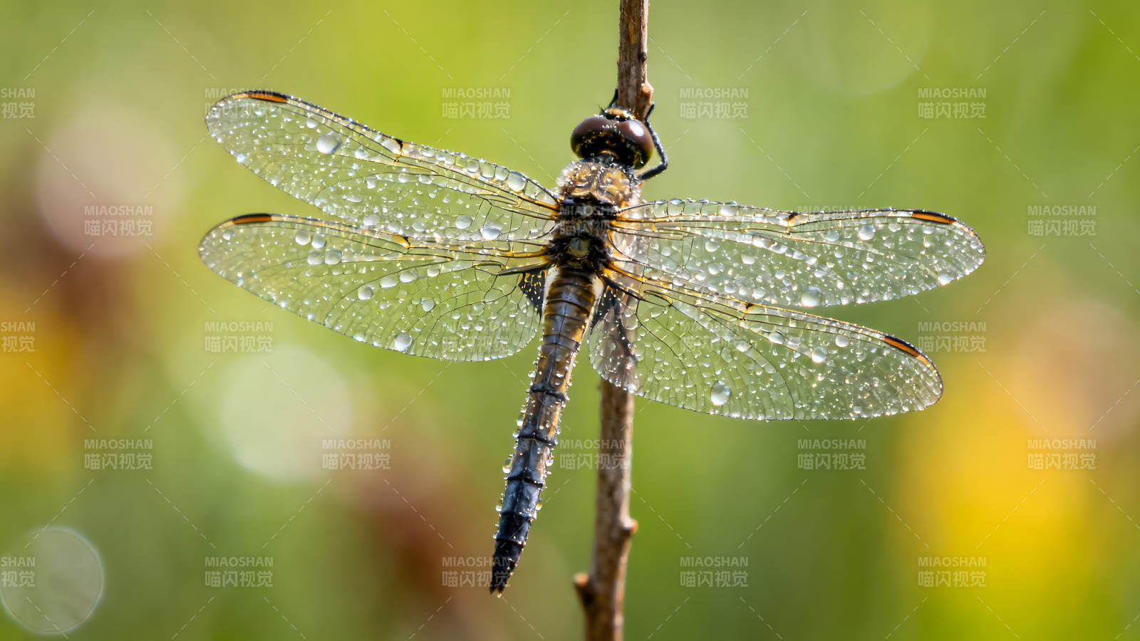 蜻蜓棲息枝頭翅膀晶瑩剔透-圖片