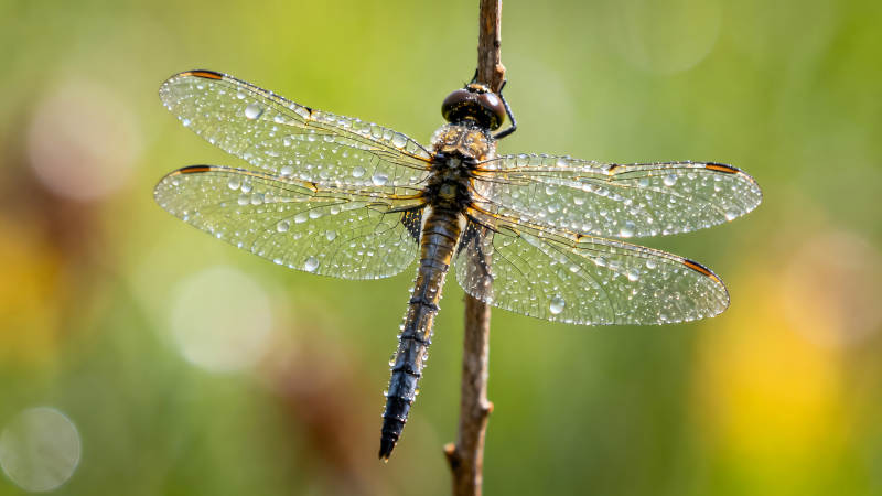 蜻蜓棲息枝頭翅膀晶瑩剔透-圖片