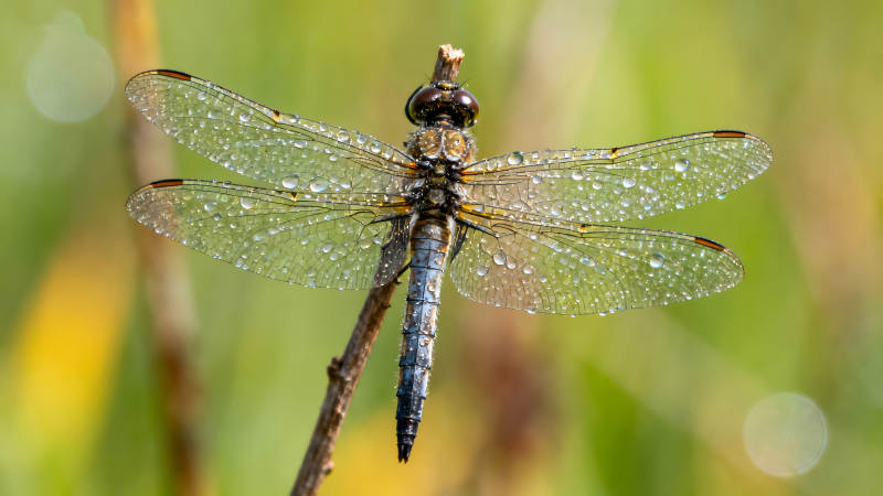 雨后蜻蜓棲息枝頭-圖片
