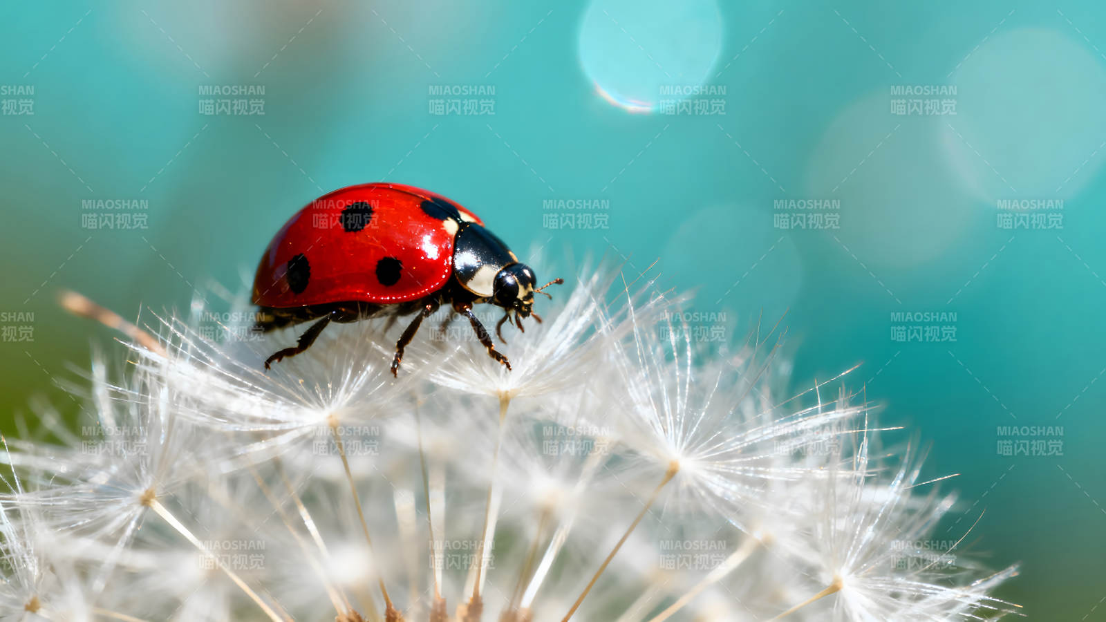 瓢蟲棲息蒲公英上背景柔和色彩鮮艷-圖片